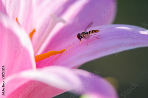 fly on pedal of pink flower