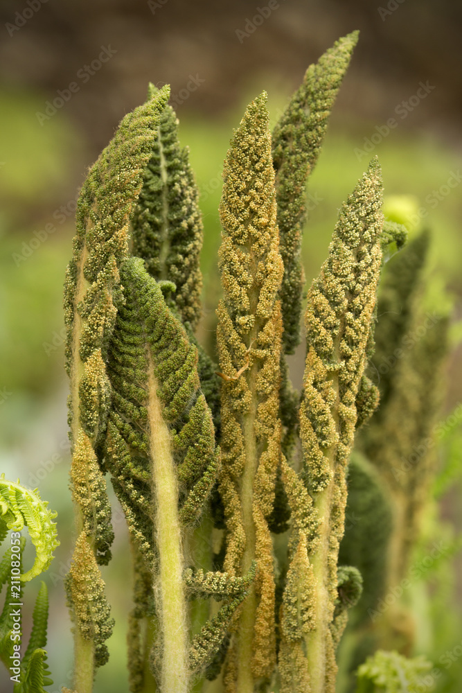 Fertile stalks of cinnamon fern in Newbury, New Hampshire. Fertile stalks of cinnamon fern in Newbury, New Hampshire.
