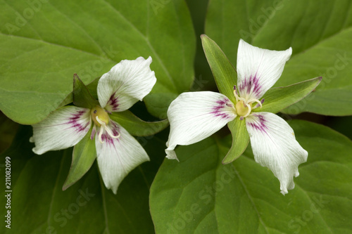 White flowers of painted trillium in Newbury  New Hampshire.