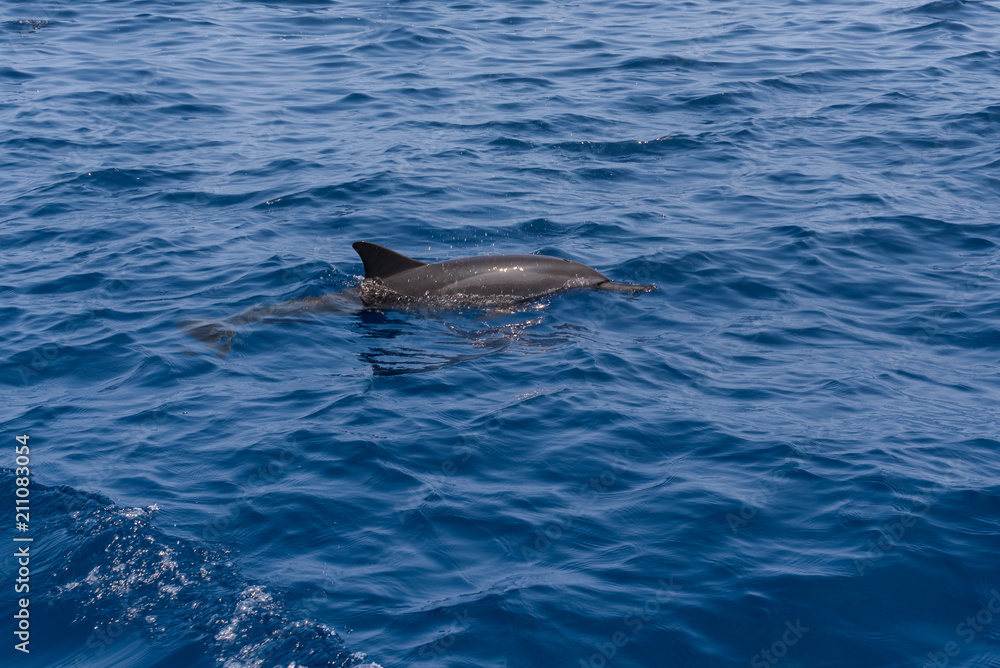 Fototapeta premium Dolphin on the surface