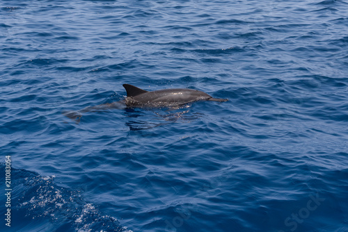 Dolphin on the surface