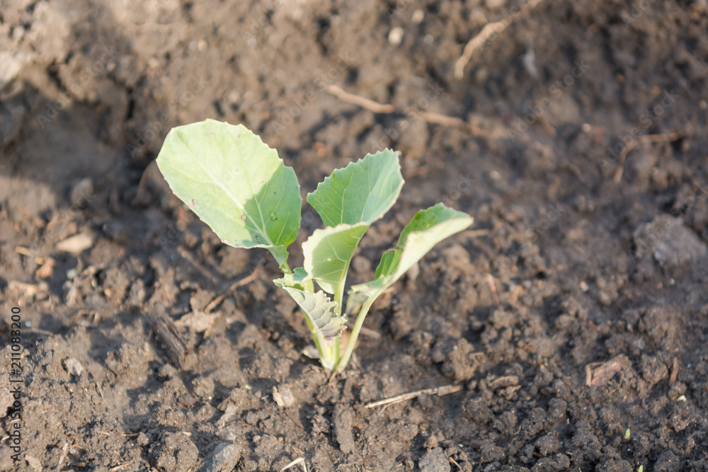 A small cabbage grows. Cabbage seedlings. Gardener. A small cabbage grows. Cabbage seedlings. Gardener.