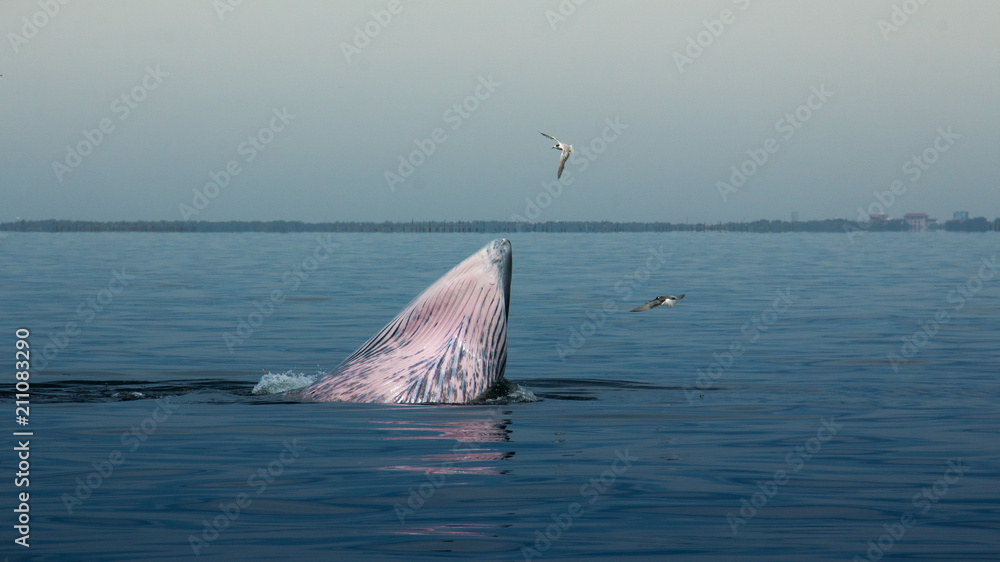 Fototapeta premium The Bryde's Whale.