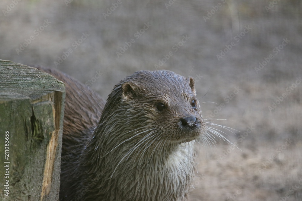 Otter 2 Otter 2