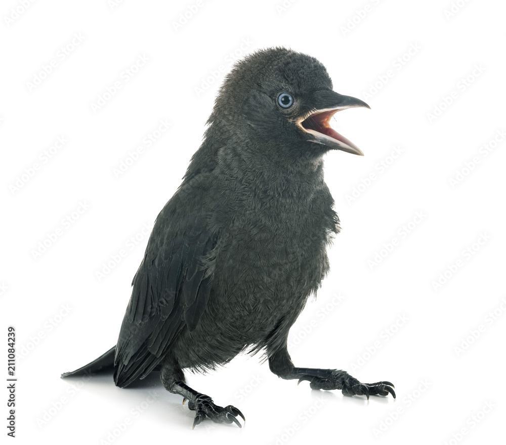 Fototapeta premium jackdaw in studio