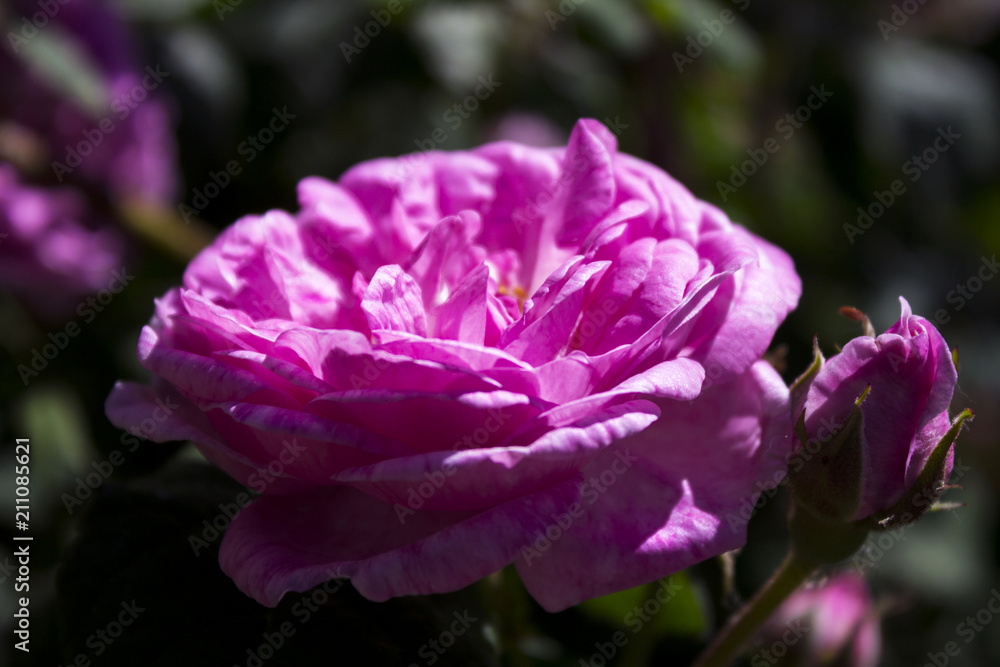 Flowers pink rose for tea, delicate and beautiful flowering color, background Flowers pink rose for tea, delicate and beautiful flowering color, background