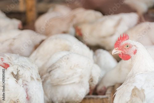 A hen. Close-up of a chicken. Coop.