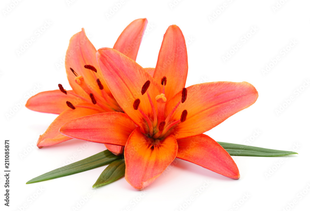 Two orange lilies. Two orange lilies.
