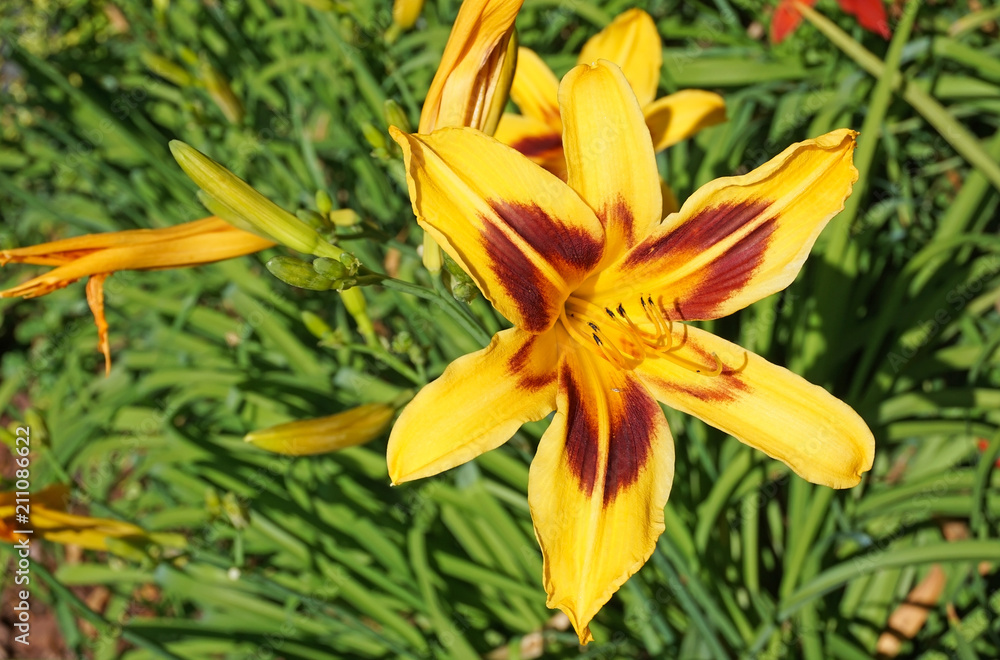 Lily flower in the garden