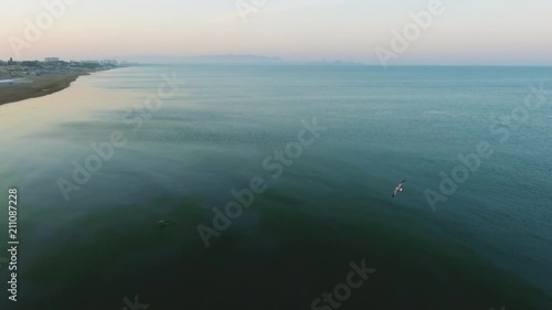 Aerial bird in flight along sea coast