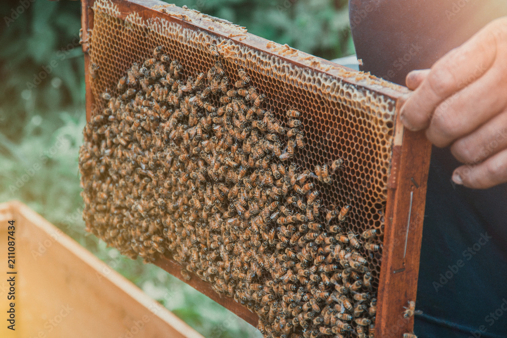 beekeeper holding a honeycomb full of bees. Beekeeper inspecting honeycomb frame at apiary. Beekeeping concept beekeeper holding a honeycomb full of bees. Beekeeper inspecting honeycomb frame at apiary. Beekeeping concept