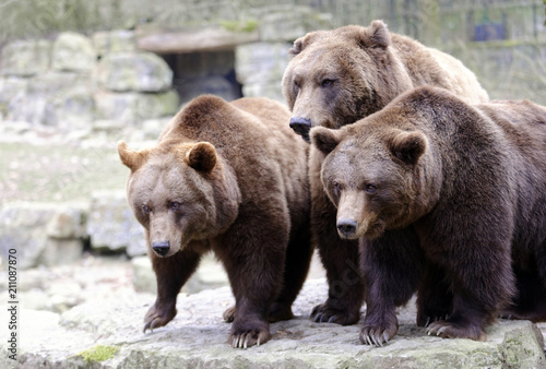 Europäische Braunbären (Ursus arctos) , captive, Baden-Württemberg, Deutschland, Europa ©  Egon Boemsch