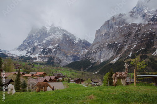 Little village next to Eiger mountain