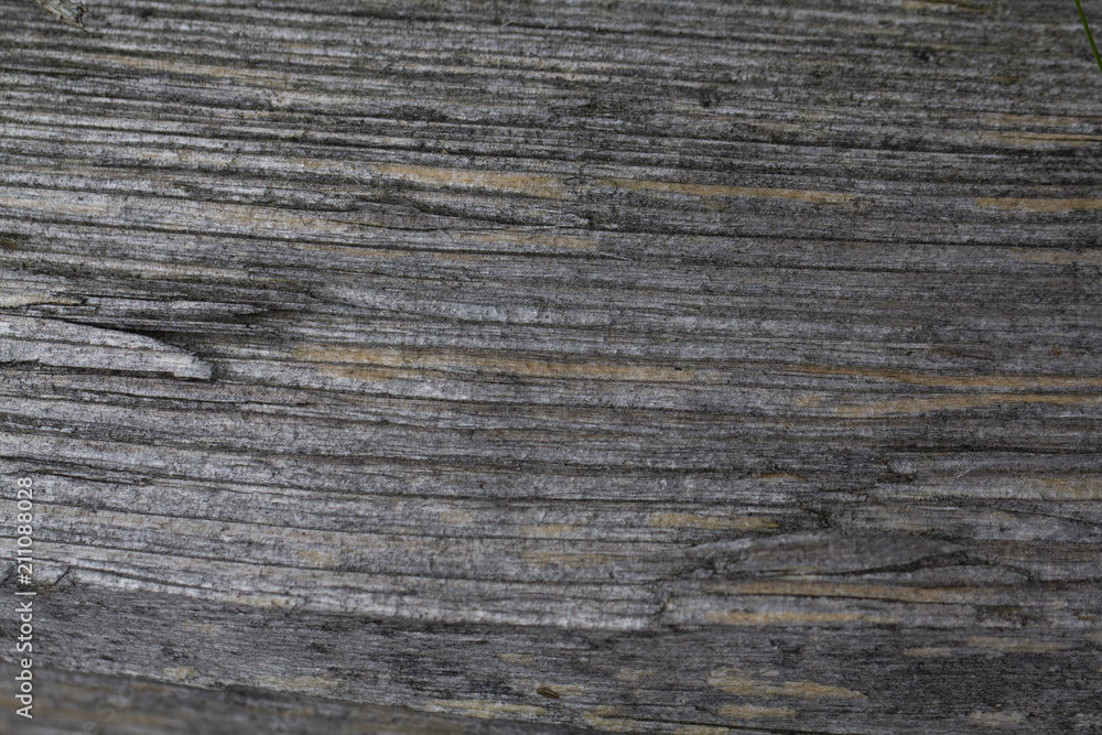detail of cut wood, horizontal ring rings, grey wood shrouded by weather detail of cut wood, horizontal ring rings, grey wood shrouded by weather