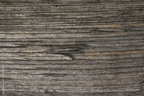 detail of cut wood, horizontal ring rings, grey wood shrouded by weather