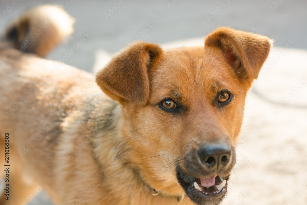 The dogs are playing. Red-haired dog. Puppy. The dogs are playing. Red-haired dog. Puppy.