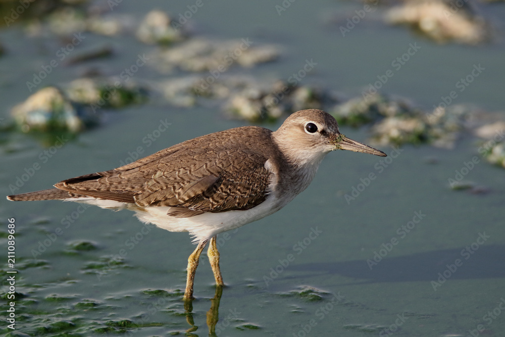 Common Sandpipers are seen in winters by saltish water bodies. They stick around till March to fly back home. Common Sandpipers are seen in winters by saltish water bodies. They stick around till March to fly back home.