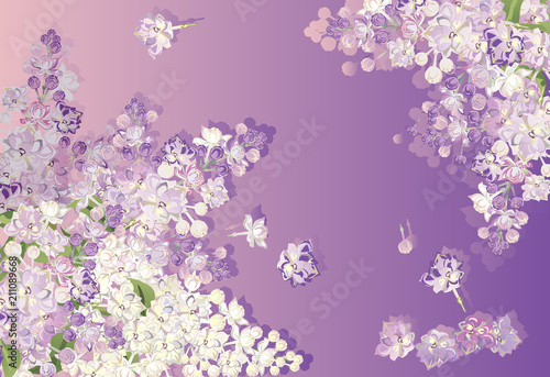 lilac flower lush branches illustration