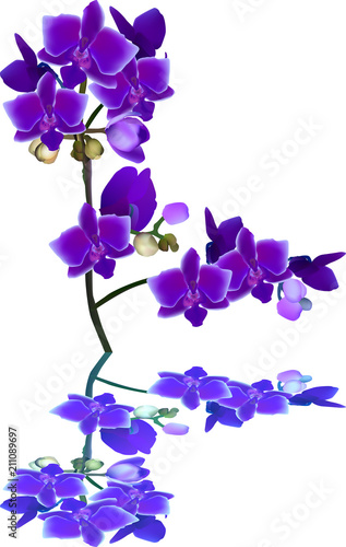 dark blue color orchid branch with reflection