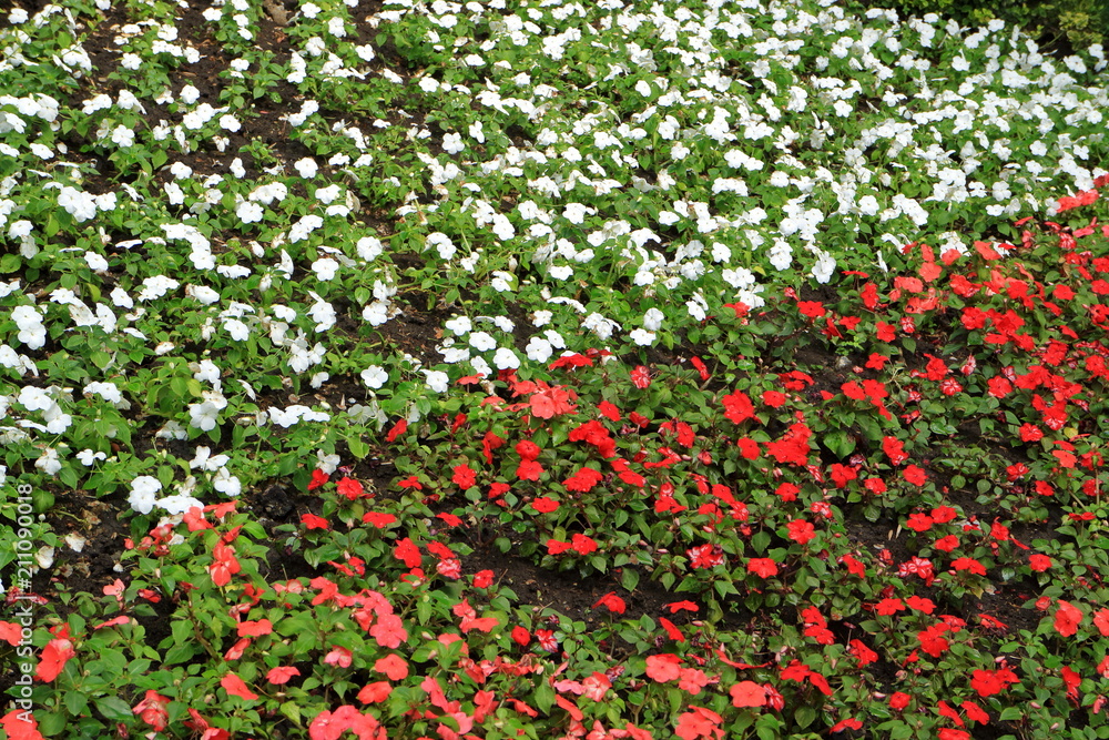 Image of flower lawns.