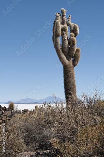 Trichoreceus Cactus on Isla Incahuasi - Isla del Pescado - Salar de Uyuni, Bolivia - South America photo