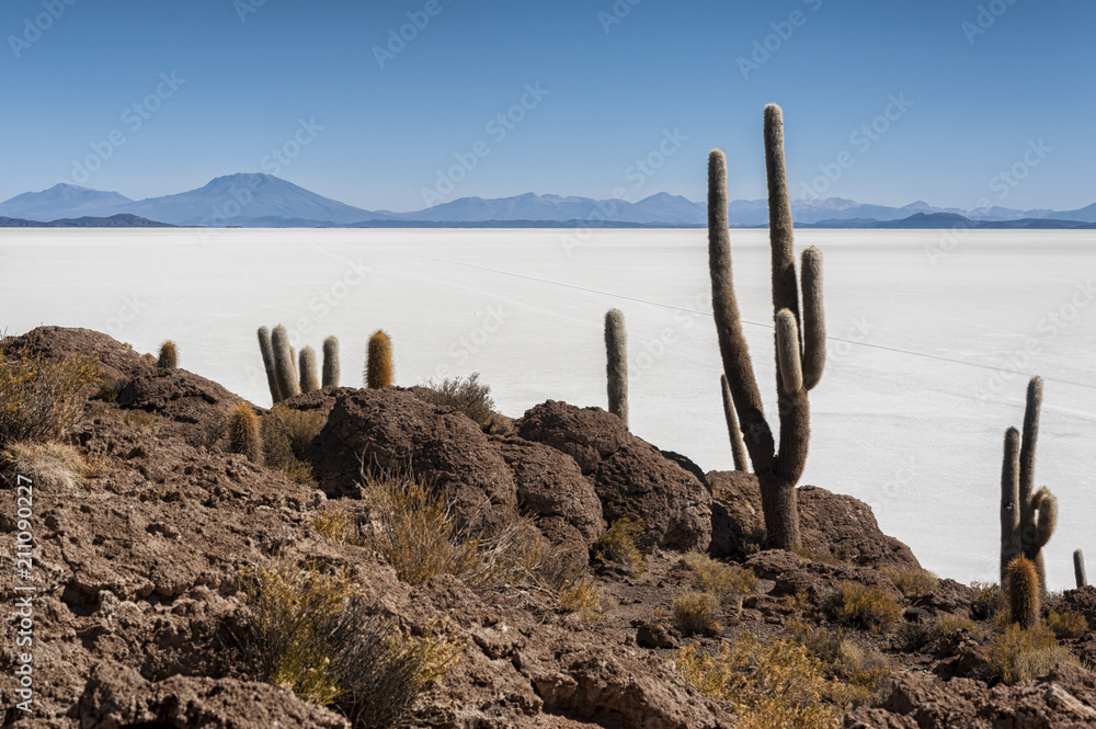 Trichoreceus Cactus on Isla Incahuasi - Isla del Pescado - Salar de Uyuni, Bolivia - South America