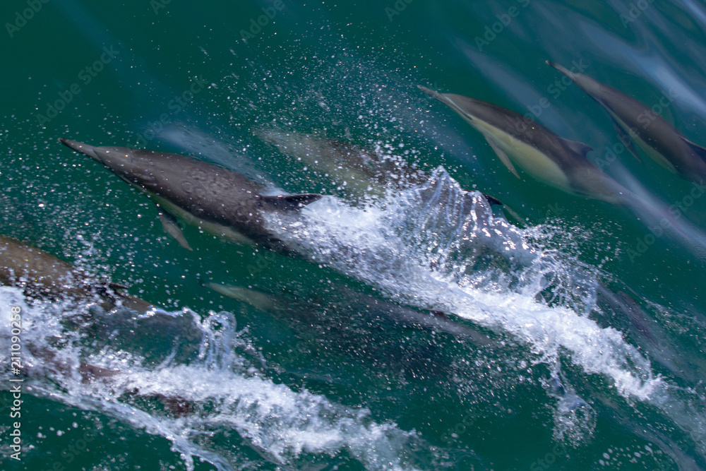 Obraz premium Monterey, Carmel, & Big Sur