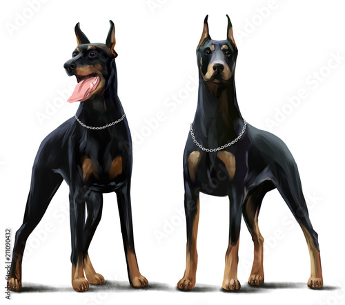 Canvas Print Two Dobermans watercolor drawing