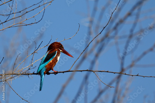 White Breasted Kingfishers are residents to many areas of Pakista. Normally seen around water bodies to hunt for fish photo