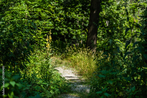 Gro  bl  tige K  nigskerze am Wegerand