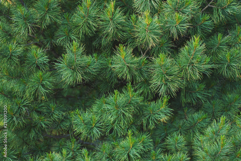 Textural background Green coniferous branches of fir with cones. Textural background Green coniferous branches of fir with cones.