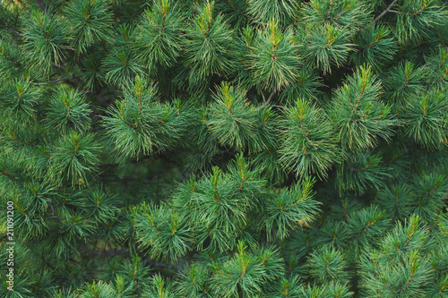 Textural background Green coniferous branches of fir with cones.