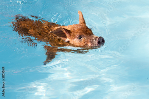 Cute little red piglet floating in blue water of frame pool. New Year 2019 Yellow Pigs. Сoncept of healthy lifestyle in nature, love of peace, vegan, vegetarian style, respect for nature