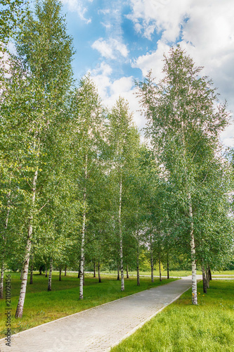 Beautiful slender birch trees in a summer park in sunny weather