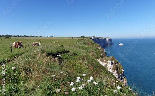 Vaches normandes sur les falaises de Normandie photo