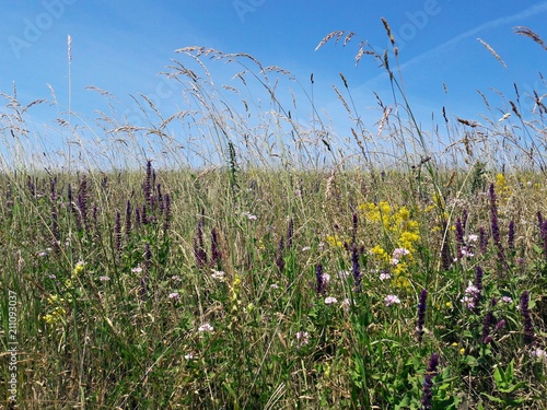 Meadow with wild flowers under blue sky