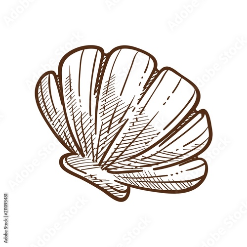 Scallop shell monochrome sketch outline white vector illustration