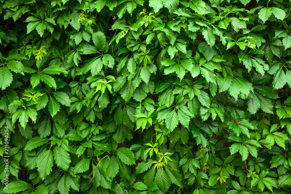 Close-up of green bushes of grapes, background of green leaves Close-up of green bushes of grapes, background of green leaves