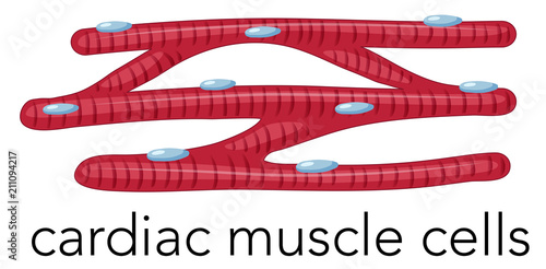 Magnfied cardiac muscle cells