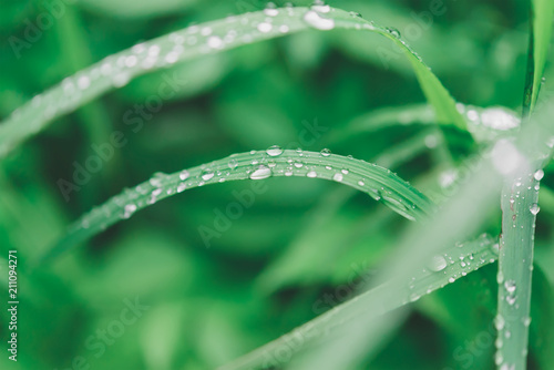 Green grass with water drops, close-up leafs,eco background