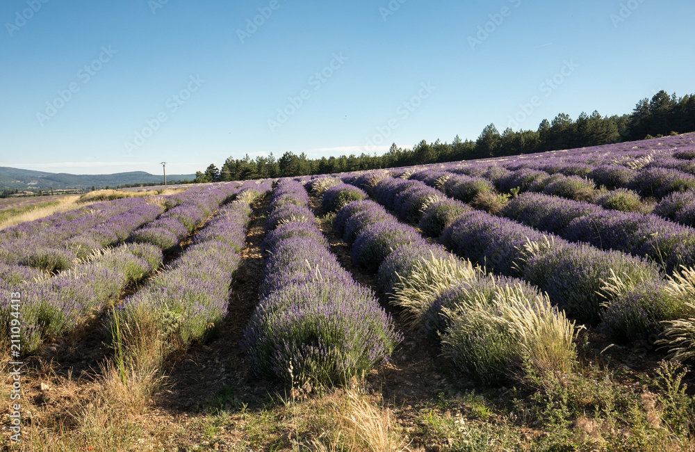 Obraz premium Garden with the flourishing lavender