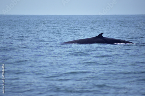 Bryde's whales in the Gulf of Thailand