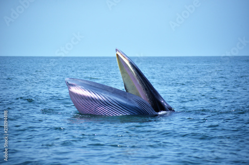 Bryde's whales in the Gulf of Thailand photo