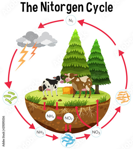 A Science Poster of Nitrogen Cycle