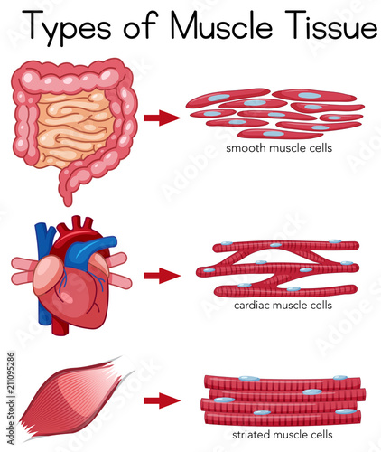 Types of Muscle Tissue