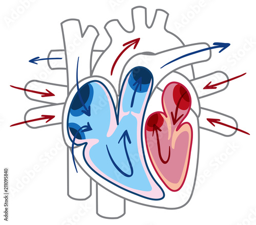 Blood flow of the heart diagram