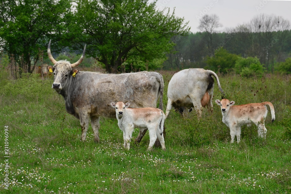 Fototapeta premium Pair of cows and calfs on the meadow