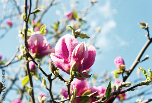 Beautiful blossoming magnolia flowers © alexmia