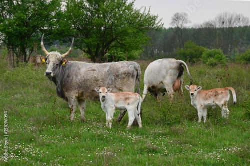 Pair of cows and calfs on the meadow