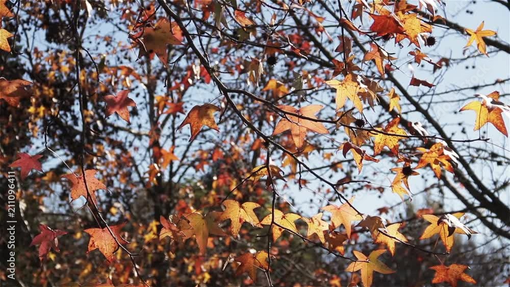 Yellow Autumn Leaves On a Tree. Yellow Autumn Leaves On a Tree.